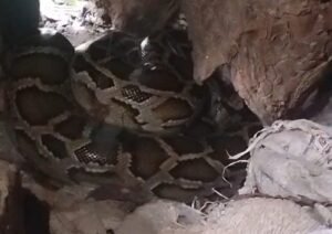 मंदिर परिसर में निकला विशालकाय अजगर श्रद्धालुओं में मची अफरातफरी वन विभाग को दी सूचना